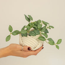Load image into Gallery viewer, Mini Unbound Planter White
